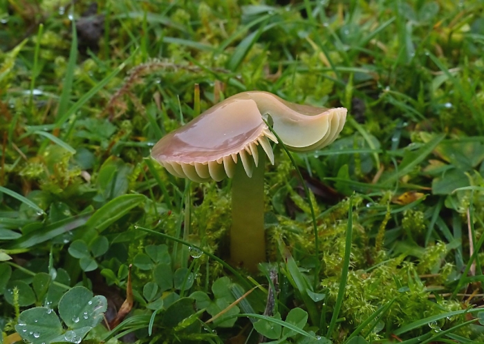 Гигроцибе пёстрая гриб