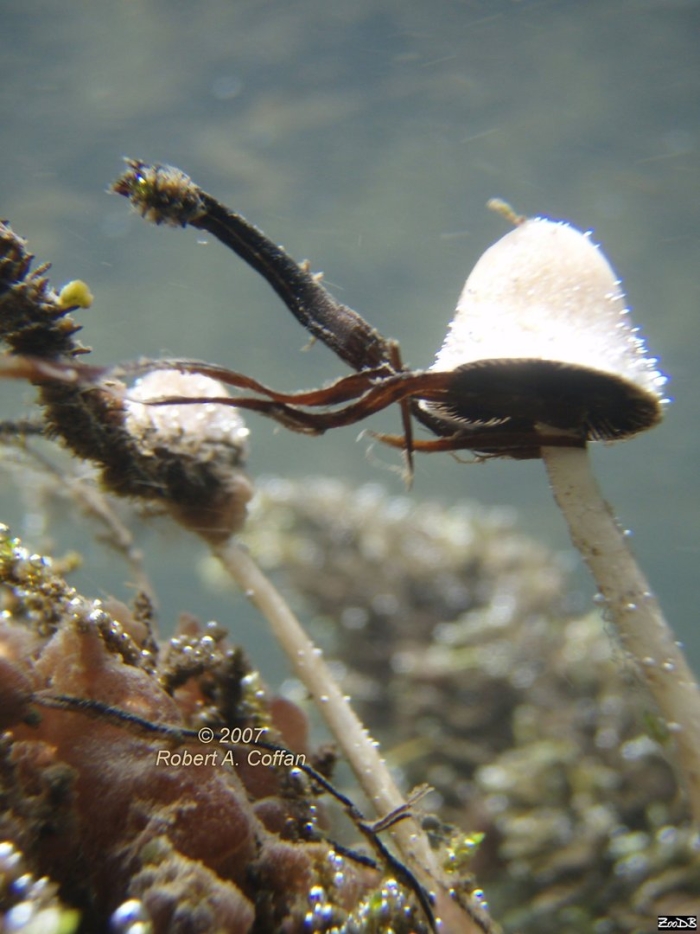 Psathyrella aquatica гриб