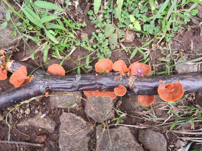 Pycnoporus sanguineus