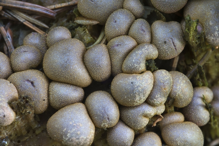 Ликогала древесинная