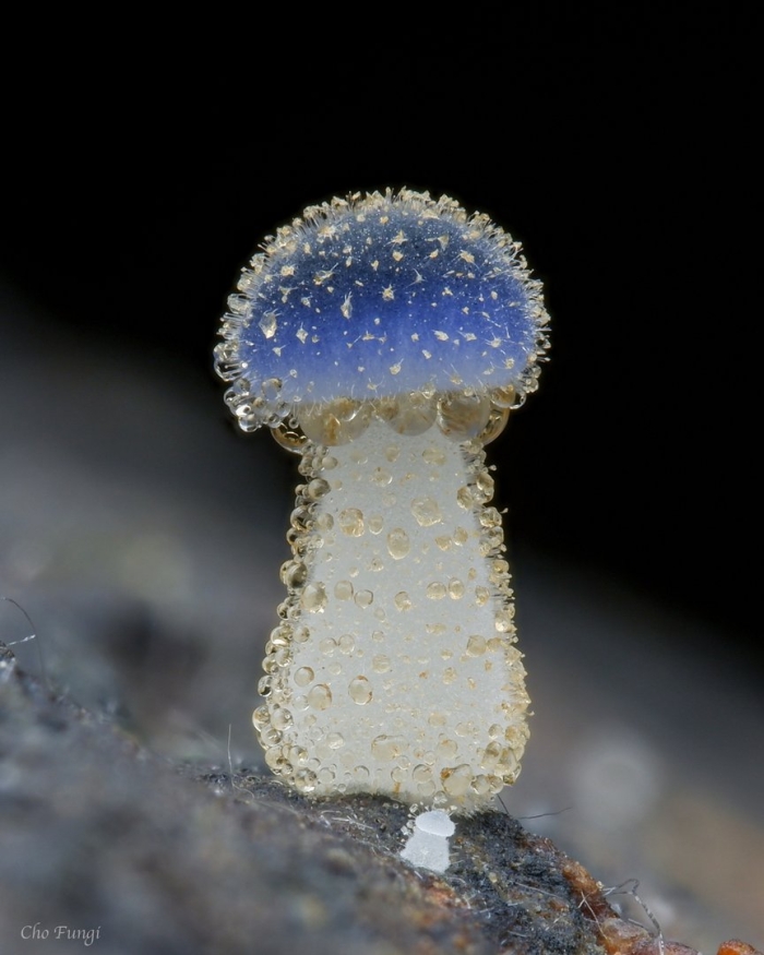 Mycena subcyanocephala