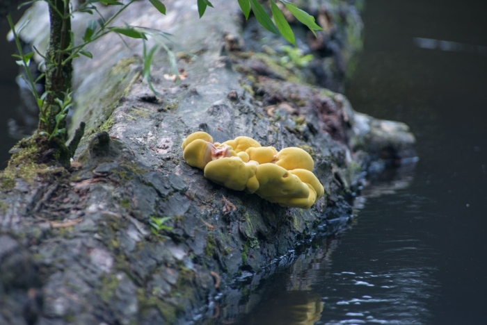 Гриб трутовик серно желтый
