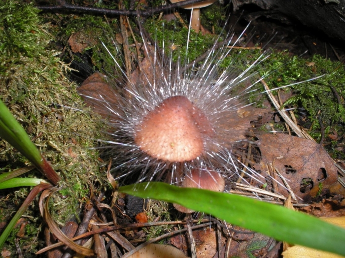 Гриб волосатик