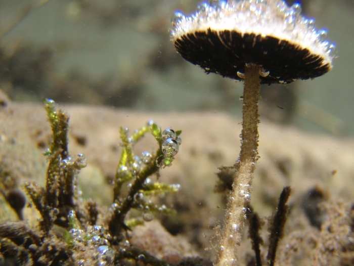 Psathyrella aquatica гриб