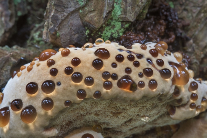 Подводный гриб