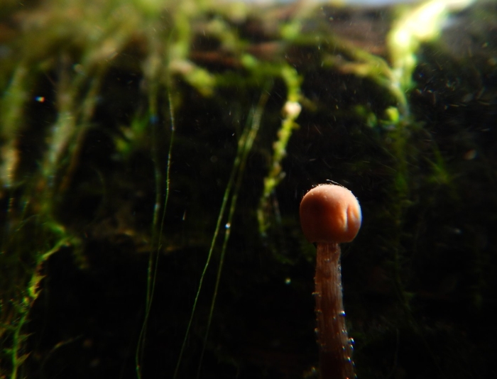Psathyrella aquatica