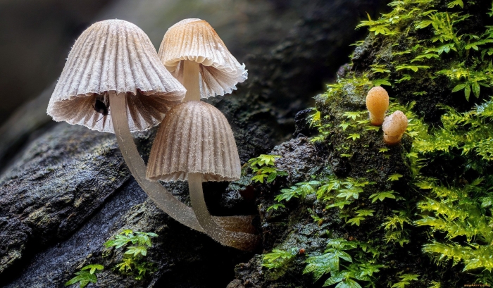 Coprinellus disseminatus грибы
