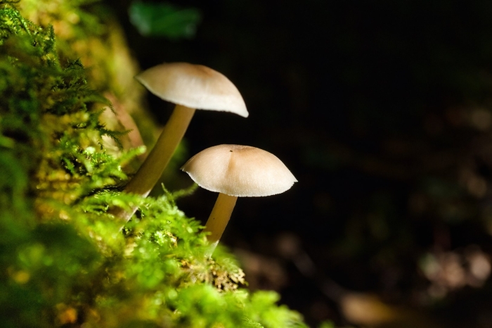 Hygrocybe flavescens