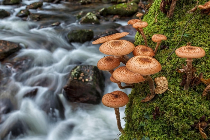 Гриб опёнок осенний