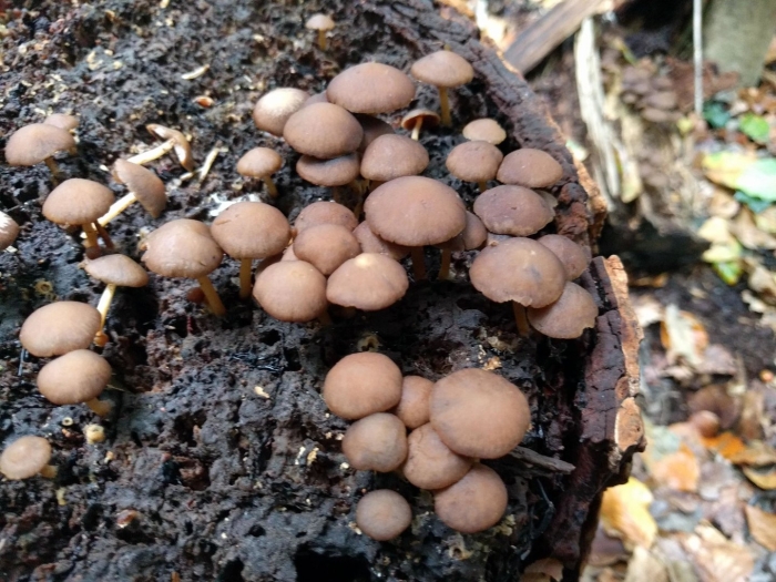 Psathyrella piluliformis