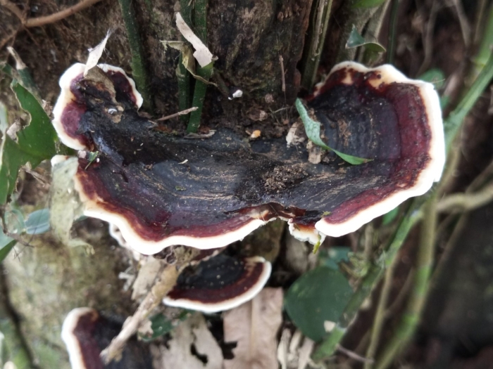 Трутовик лакированный ganoderma lucidum