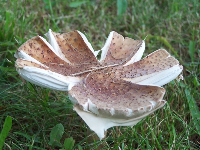 Гриб зонтик пёстрый macrolepiota procera