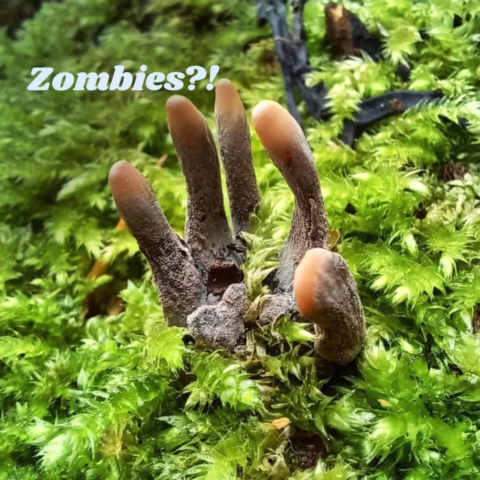 Гриб xylaria polymorpha