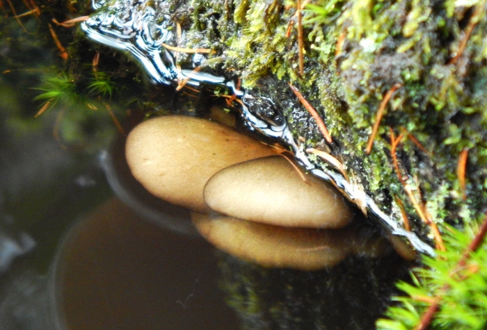 Грибы в воде