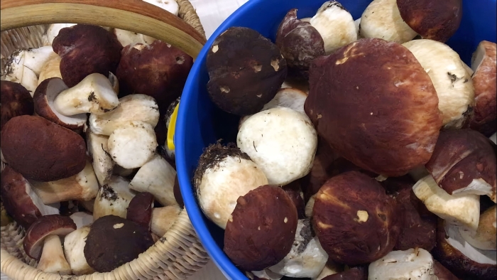 Белый гриб боровик