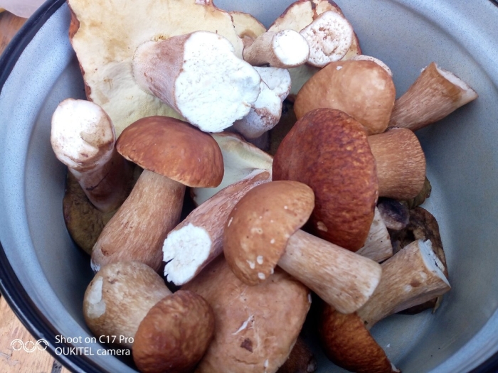 Грибы белый гриб