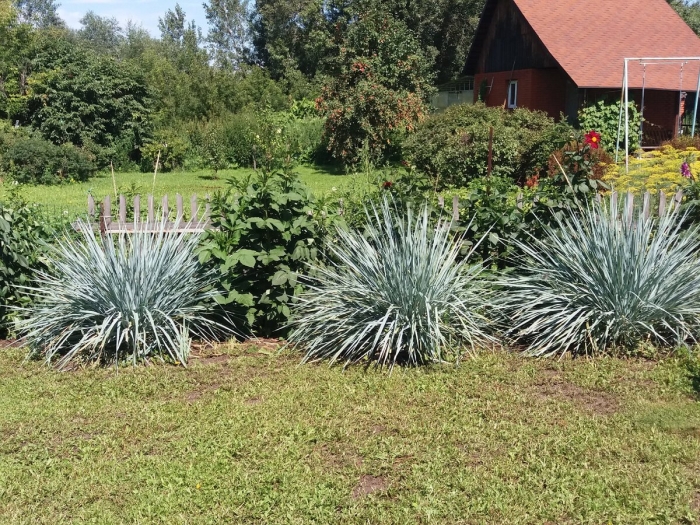 Колосняк песчаный элимус голубой