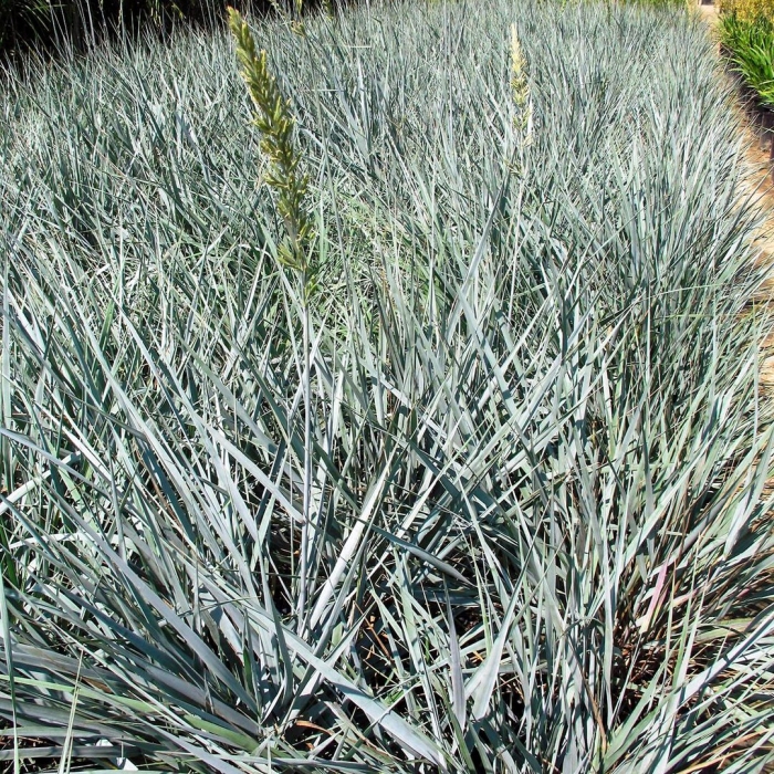 Колосняк элимус песчаный