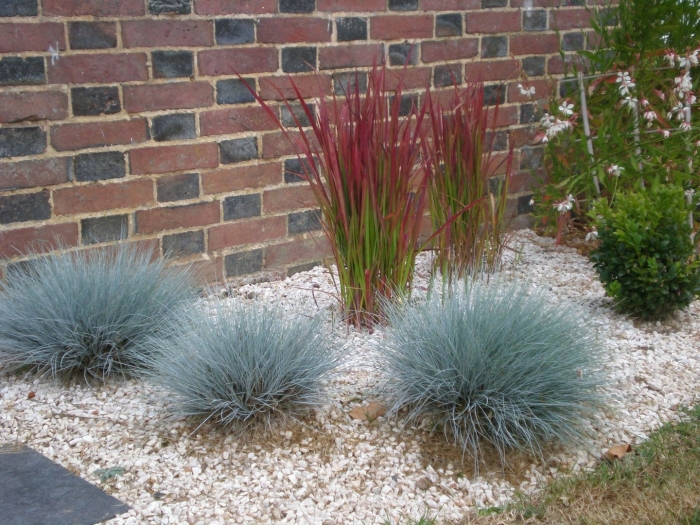 Императа цилиндрическая ред барон