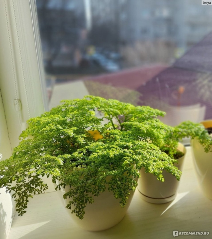 Пилея микрофилла