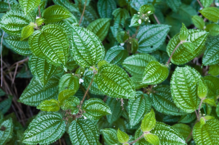 Пилея кадиера