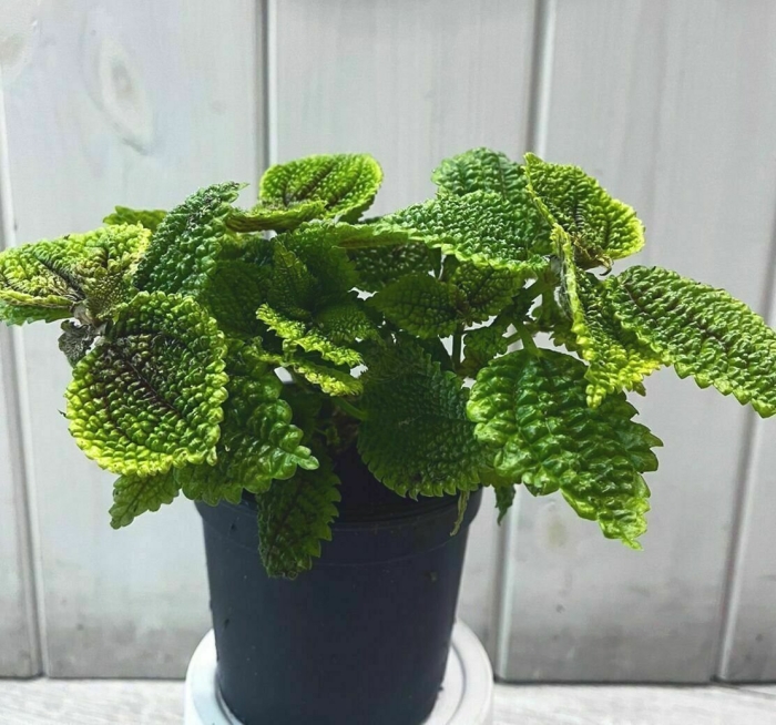 Пилея инволюкрата