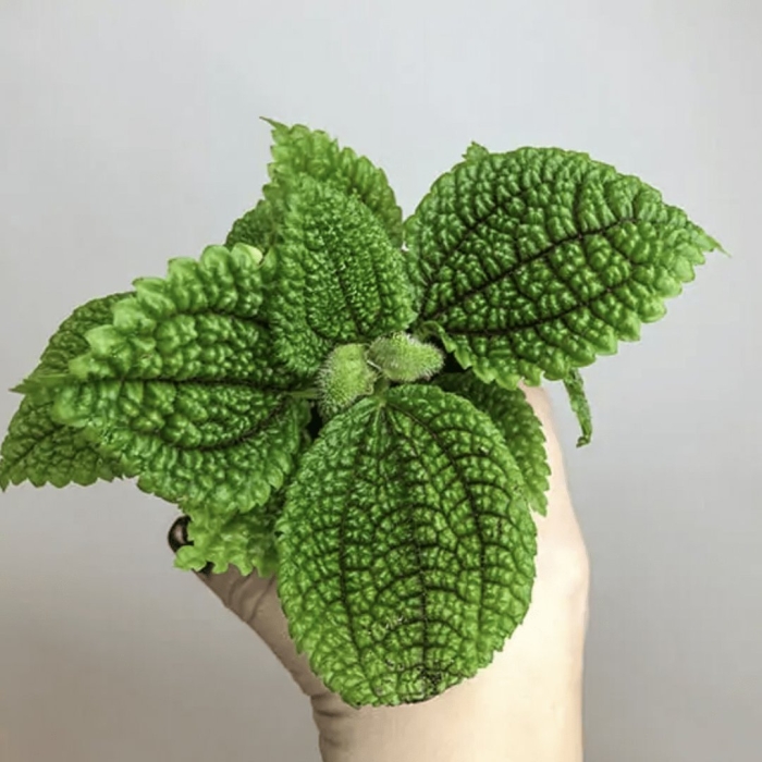 Пилея обернутая