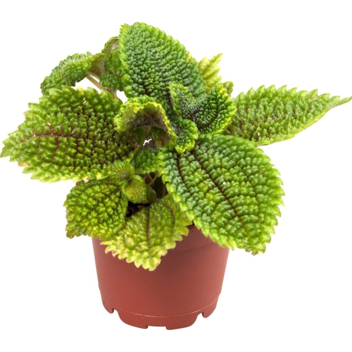 Пилея мун вэлли