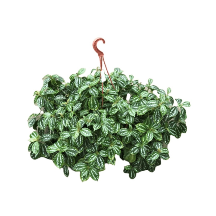 Пилея ампельная