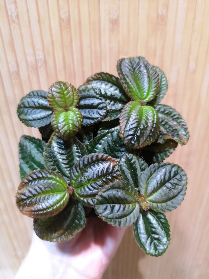 Пилея involucrata norfolk