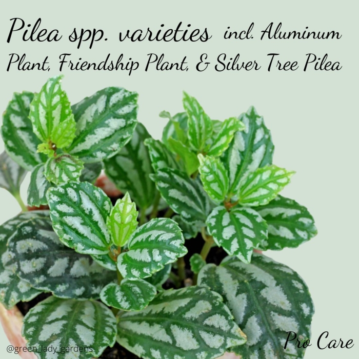 Пилея кадье