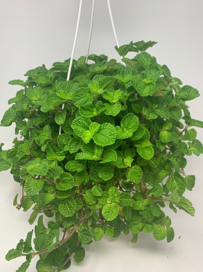 Пилея нумуларифолия