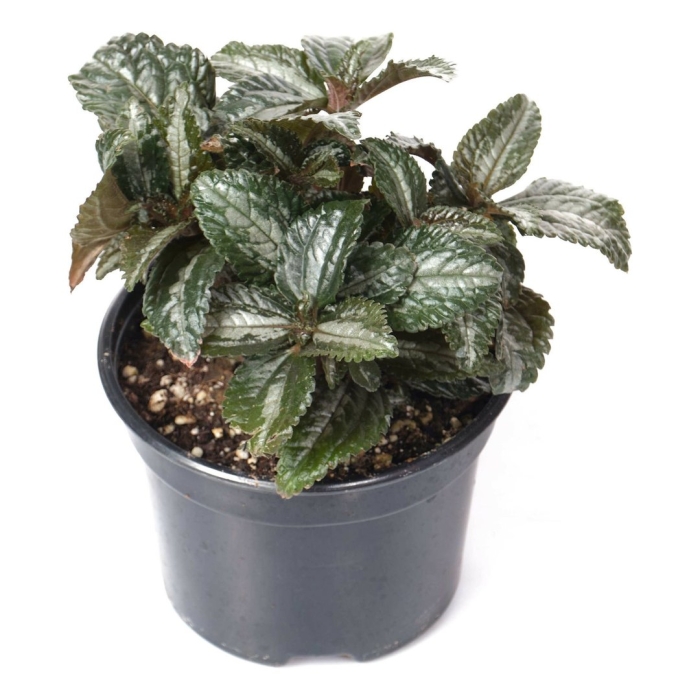 Пилея серебристая эллен