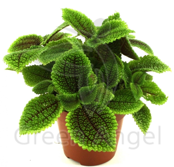 Пилея мун валей