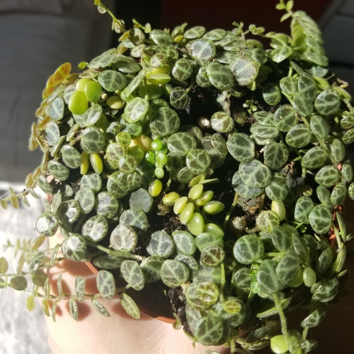 Пилея пиноккио