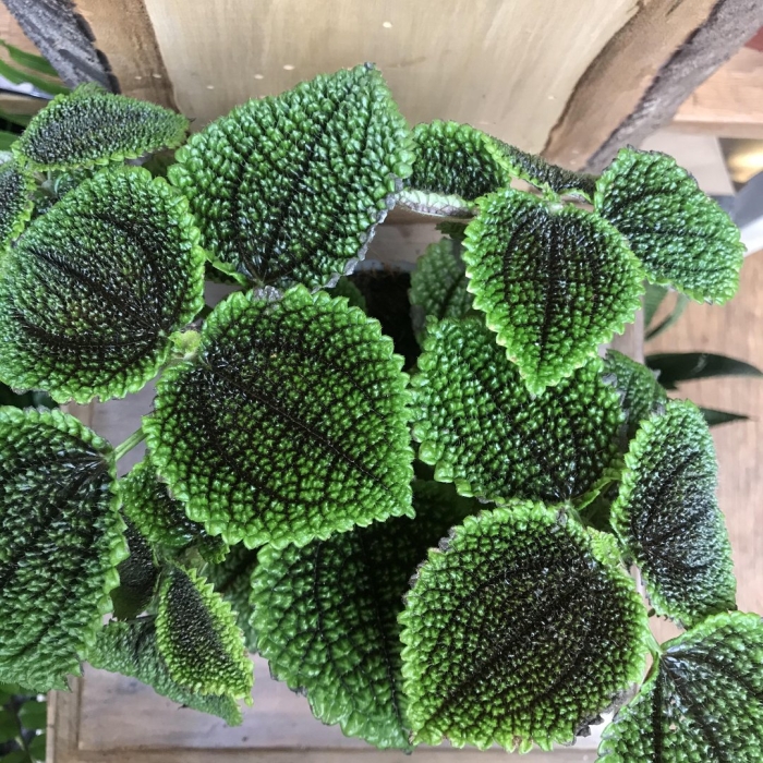 Пилея толстолистная