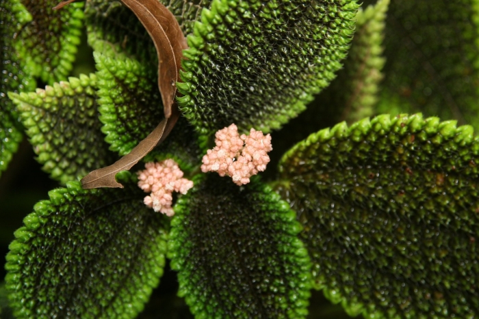 Pilea involucrata