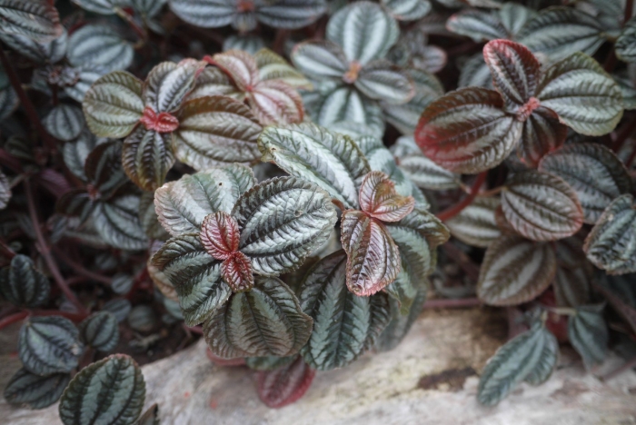 Пилея норфолк