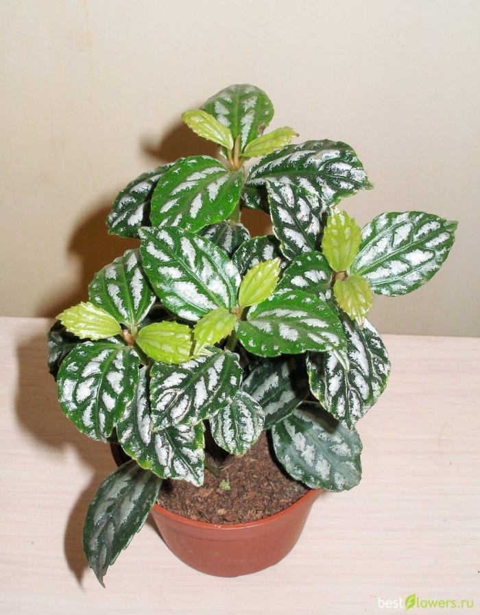 Пилея кадье