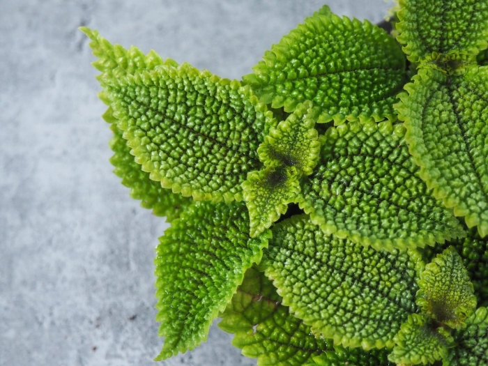 Пилея моллис