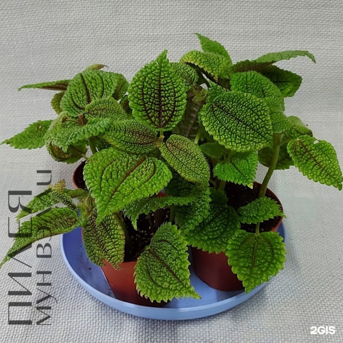 Пилея involucrata