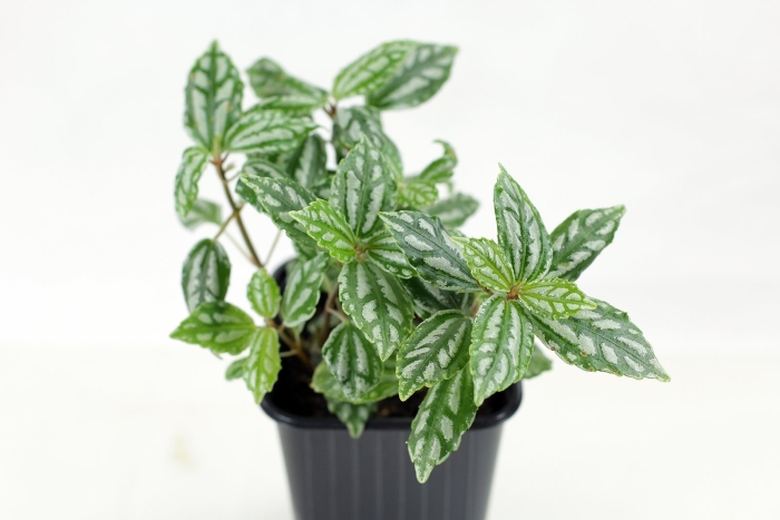 Пилея кадиери