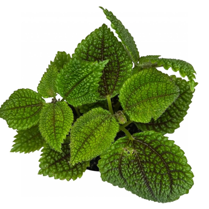 Пилея moon valley