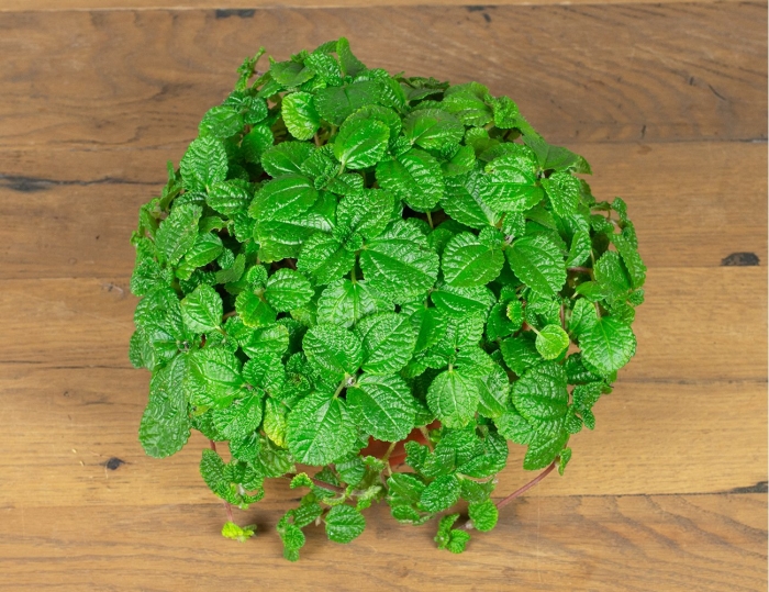 Пилея монетолистная