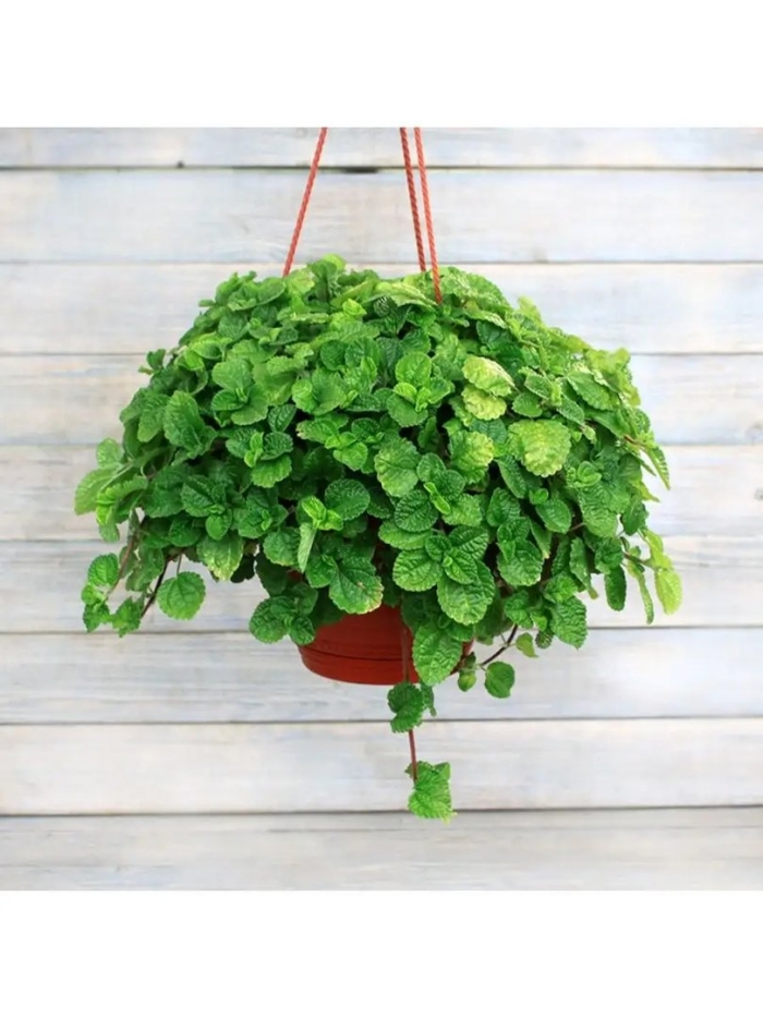 Пилея мелколистная