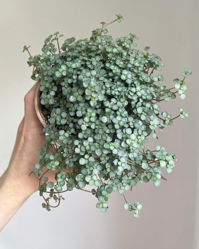 Пилея ливанская pilea libanensis