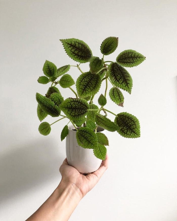 Пилея инволюкрата