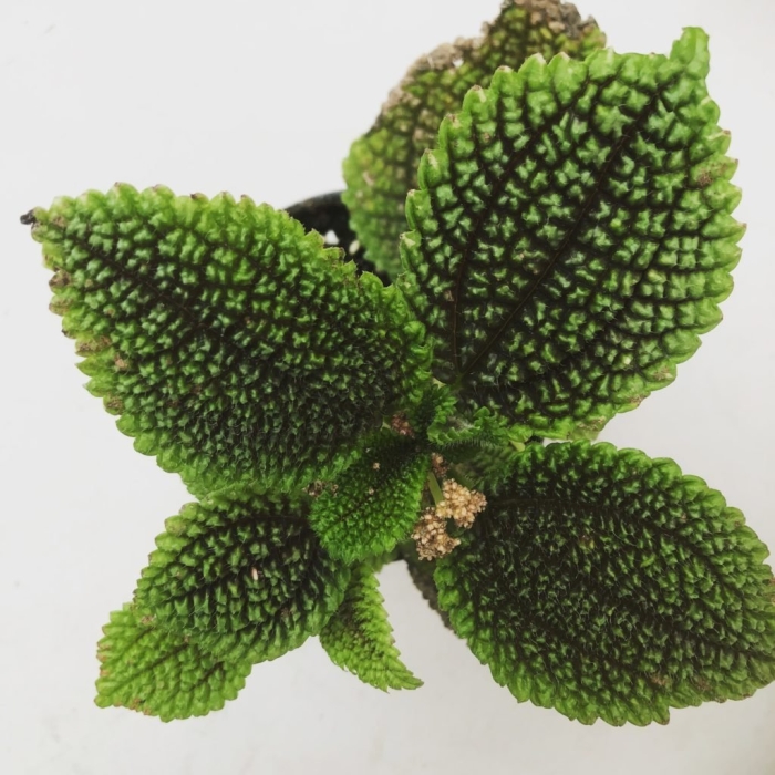 Пилея moon valley