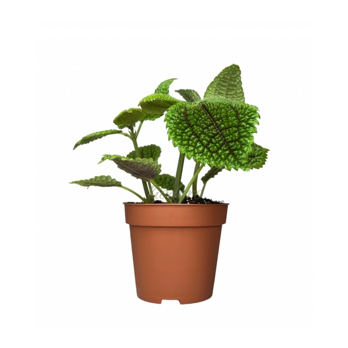 Пилея мун вэлли