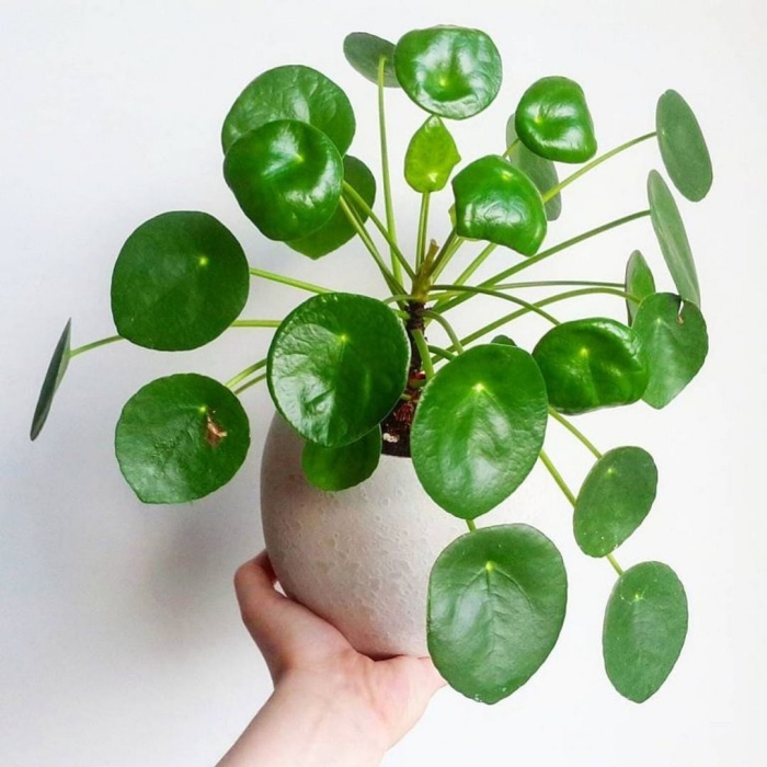 Пилея пеперомиевидная